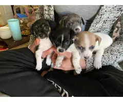 4 lovable Rat Terrier puppies for sale