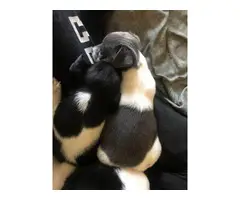 4 lovable Rat Terrier puppies for sale - 3