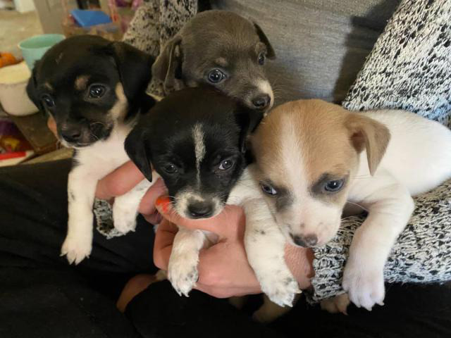 4 lovable Rat Terrier puppies for sale South Bend - Puppies for Sale ...