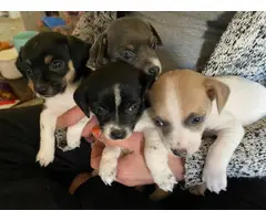 4 lovable Rat Terrier puppies for sale - 5