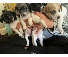 4 lovable Rat Terrier puppies for sale - 8