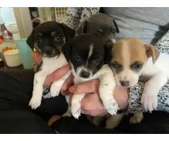 4 lovable Rat Terrier puppies for sale - 9