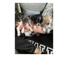4 lovable Rat Terrier puppies for sale - 10