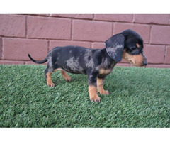 Tricolor Merle Dachshund Puppies Escondido - Puppies for Sale Near Me