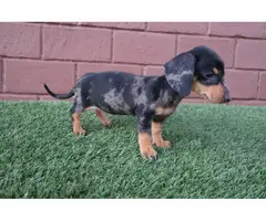 Tricolor Merle Dachshund Puppies - 1