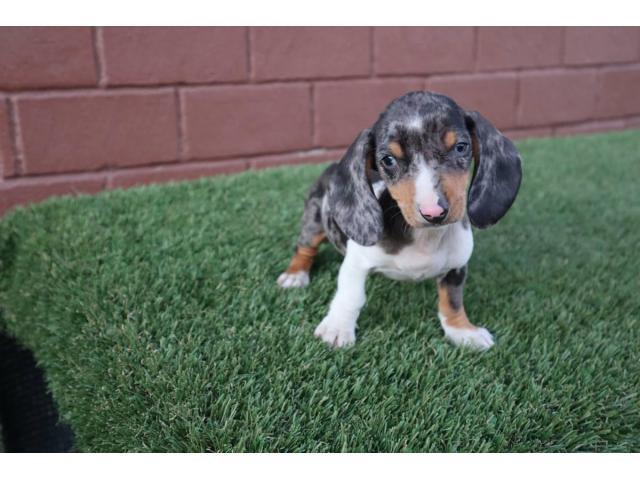 Tricolor Merle Dachshund Puppies Escondido Puppies for