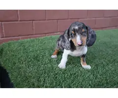 Tricolor Merle Dachshund Puppies - 2
