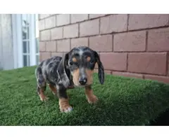 Tricolor Merle Dachshund Puppies - 3