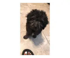 Male Maltipoo puppy for sale - 1