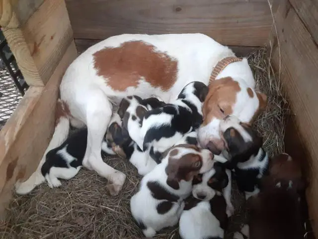 6 week old purebred Beagle puppies for sale - 1/6