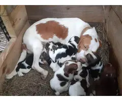 6 week old purebred Beagle puppies for sale