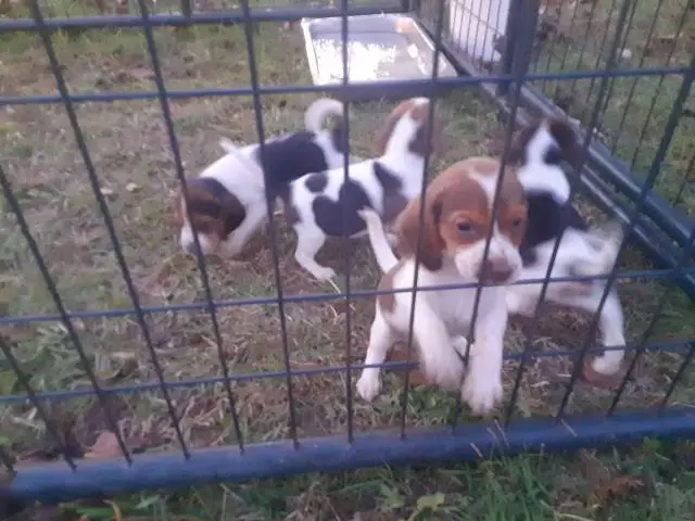 6 week old purebred Beagle puppies for sale - 2/6