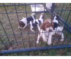 6 week old purebred Beagle puppies for sale - 2