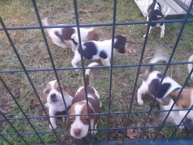 6 week old purebred Beagle puppies for sale - 3/6