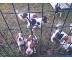 6 week old purebred Beagle puppies for sale - 3