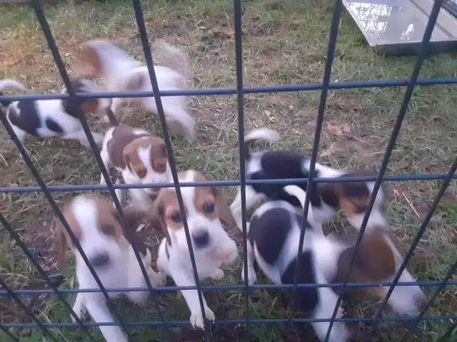 6 week old purebred Beagle puppies for sale - 4/6