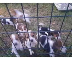 6 week old purebred Beagle puppies for sale - 4