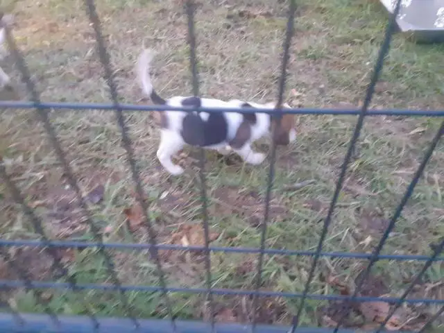 6 week old purebred Beagle puppies for sale - 5/6