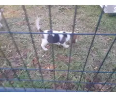 6 week old purebred Beagle puppies for sale - 5