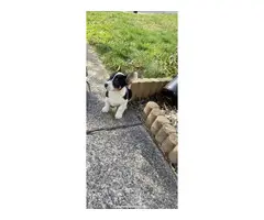 Welsh corgi puppy - 2