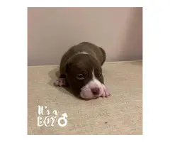 Border Collie Pit Puppies for Sale