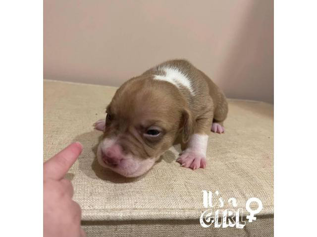 Border Collie Pit Puppies for Sale in Reading
