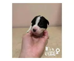 Border Collie Pit Puppies for Sale - 8