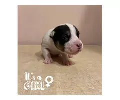 Border Collie Pit Puppies for Sale - 9