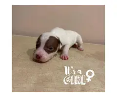 Border Collie Pit Puppies for Sale - 11