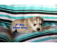 Purebred Siberian Husky puppies in need of forever homes