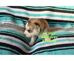 Purebred Siberian Husky puppies in need of forever homes - 3