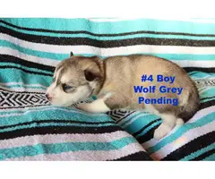 Purebred Siberian Husky puppies in need of forever homes - 4