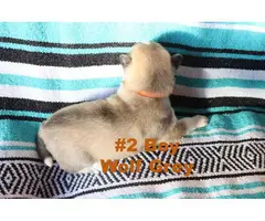Purebred Siberian Husky puppies in need of forever homes - 5