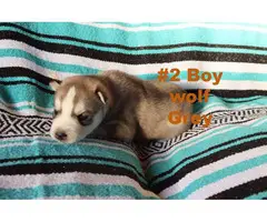 Purebred Siberian Husky puppies in need of forever homes - 6