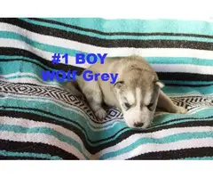 Purebred Siberian Husky puppies in need of forever homes - 8