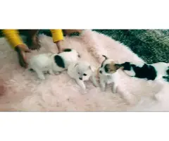 Longhaired Chihuahua puppies