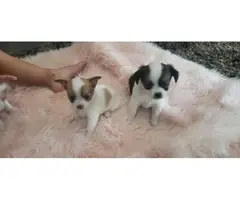 Longhaired Chihuahua puppies - 8