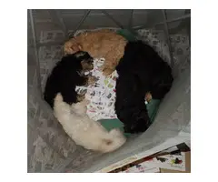 5 Havanese puppies for Sale