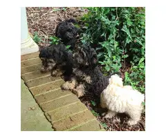5 Havanese puppies for Sale - 5