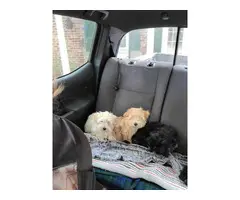 5 Havanese puppies for Sale - 6