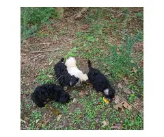 5 Havanese puppies for Sale - 8