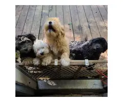 5 Havanese puppies for Sale - 9