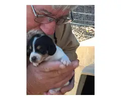 Jack Russell Beagle 5 Puppies Available
