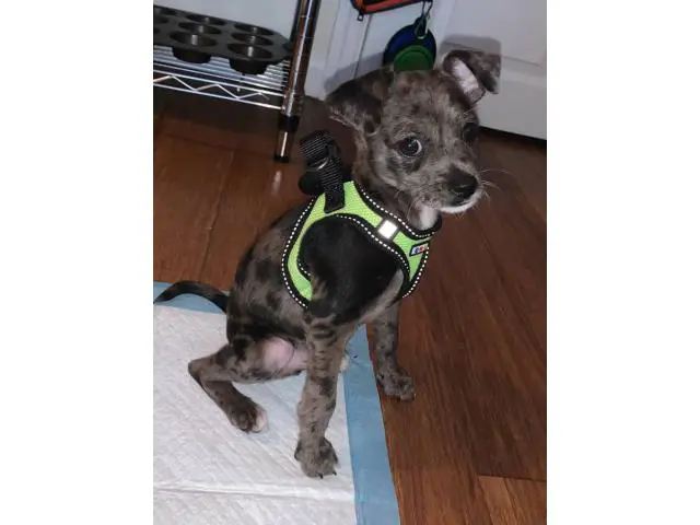 Cheagle puppy for Adoption - 1/3