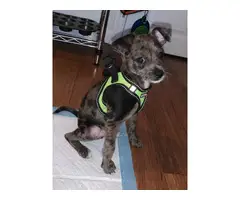 Cheagle puppy for Adoption