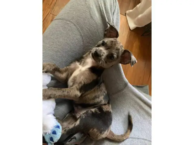 Cheagle puppy for Adoption - 2/3
