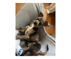 Cheagle puppy for Adoption - 2