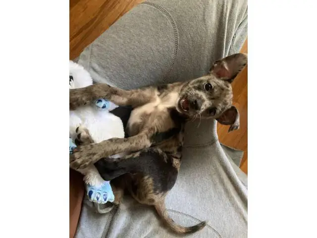 Cheagle puppy for Adoption - 3/3