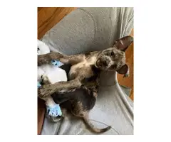 Cheagle puppy for Adoption - 3