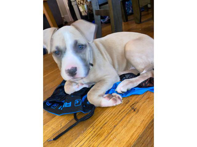13 weeks old full blooded blue fawn female Pitbull puppy